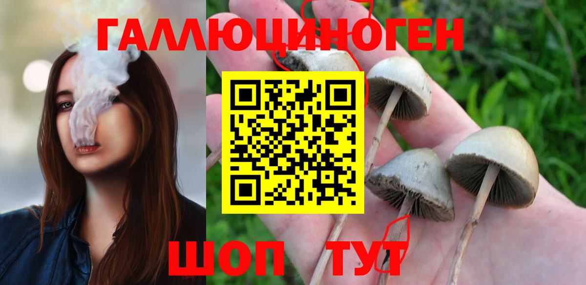 Галлюциногенные грибы Psilocybine cubensis Лысьва